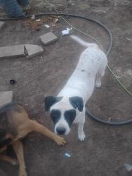 Lost Female Dog last seen Walking h trl and double d rd amarillo tx, Amarillo, TX 79118