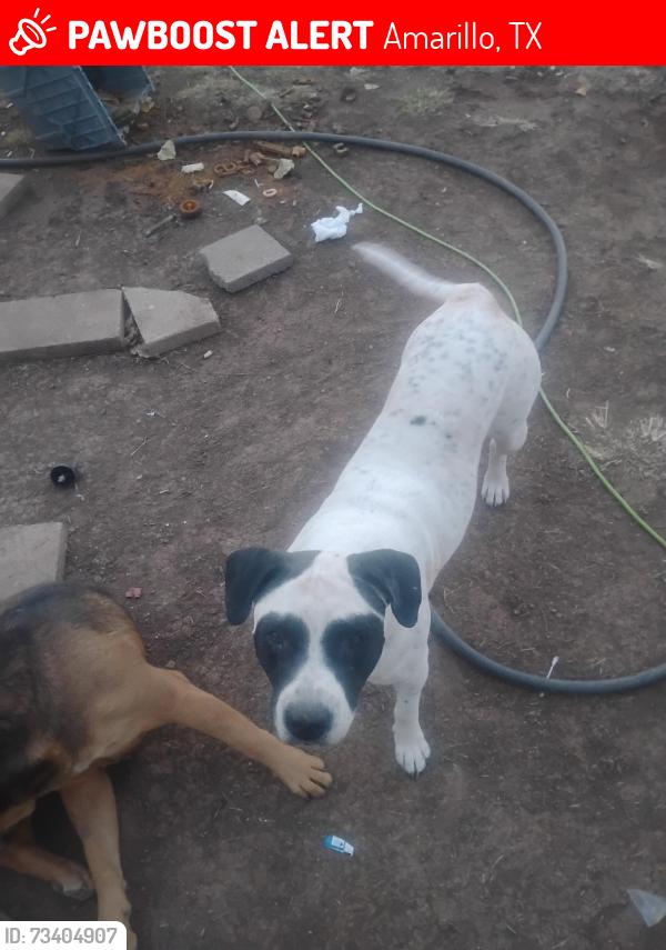 Lost Female Dog last seen Walking h trl and double d rd amarillo tx, Amarillo, TX 79118