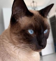 Reunited Male Cat last seen Carysfort Ln, Margate, FL 33063