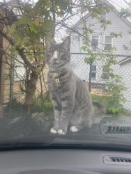 Lost Male Cat last seen Last seen on Harvey St between Hamilton and Somerset, New Brunswick, NJ 08901
