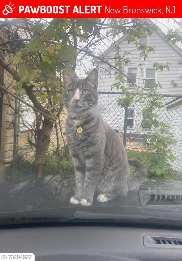 Lost Male Cat last seen Last seen on Harvey St between Hamilton and Somerset, New Brunswick, NJ 08901