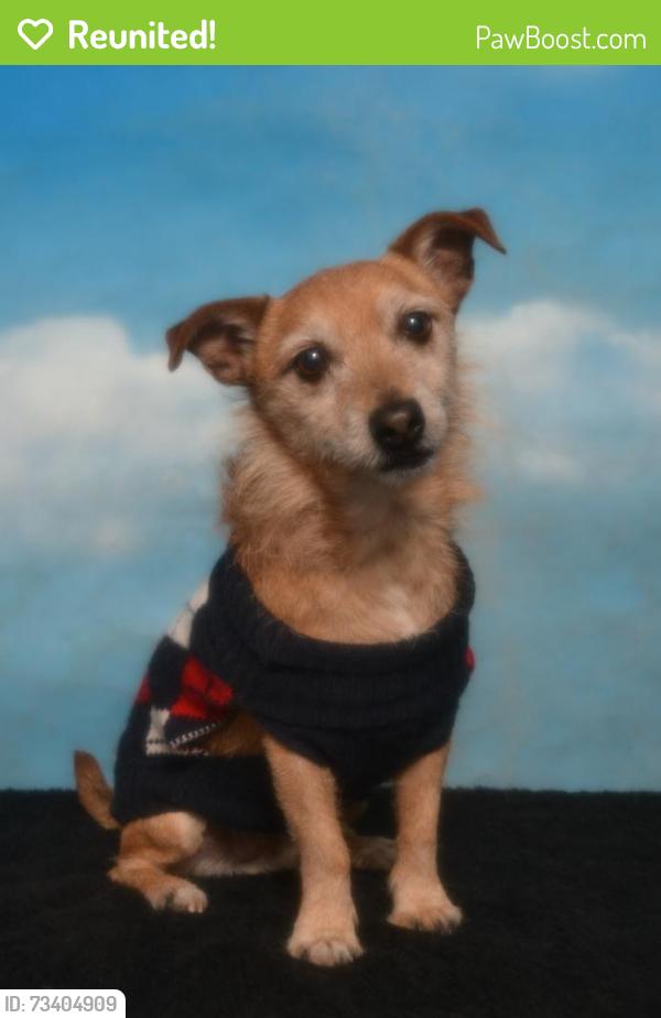 Reunited Male Dog last seen Near Randolph St, Bell, CA 90201, USA, Bell, CA 90201