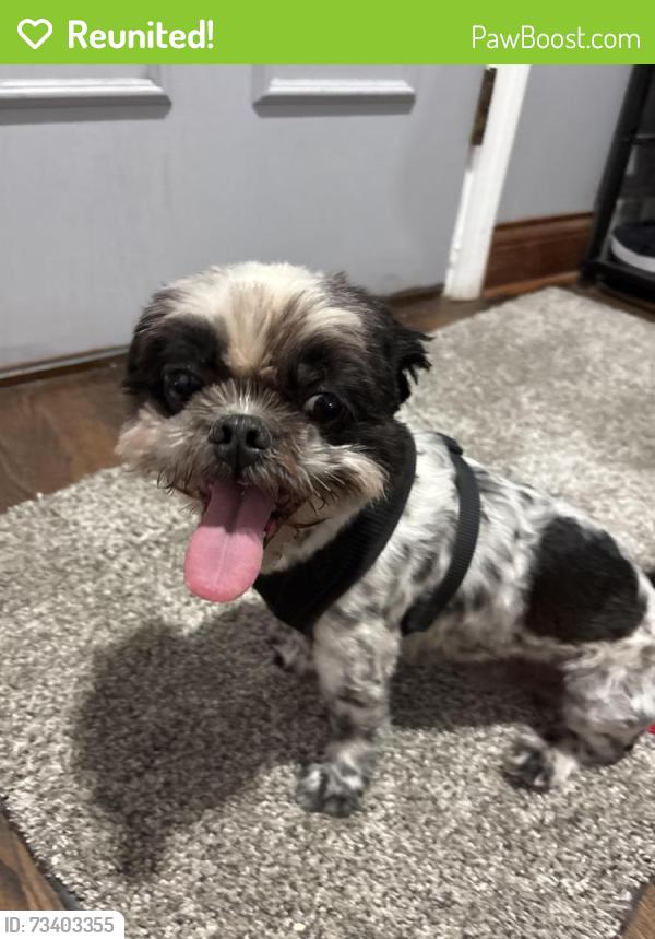 Reunited Male Dog last seen Estes St, Des Plaines, IL 60016
