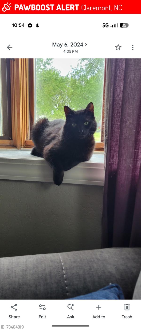 Lost Male Cat last seen School St which is right next to Claremont Elementary School, Claremont, NC 28610