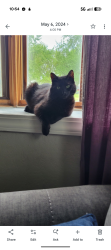 Lost Male Cat last seen School St which is right next to Claremont Elementary School, Claremont, NC 28610