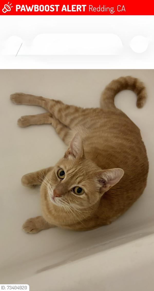 Lost Male Cat last seen Oasis Road, Woggon Lane, near REU substation, Redding, CA 96003