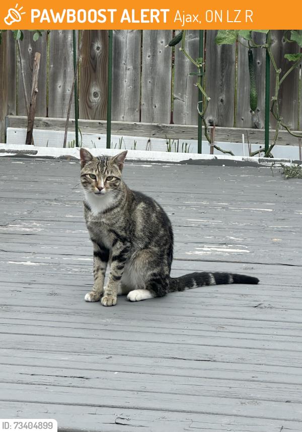 Found/Stray Male Cat last seen Bambridge street and Turnerbury Avenue, Ajax, ON L1Z 1R2