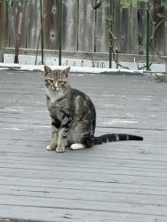 Found/Stray Male Cat last seen Bambridge street and Turnerbury Avenue, Ajax, ON L1Z 1R2