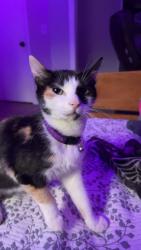 Lost Female Cat last seen E Lee hwy, Lenoir City, TN 37771