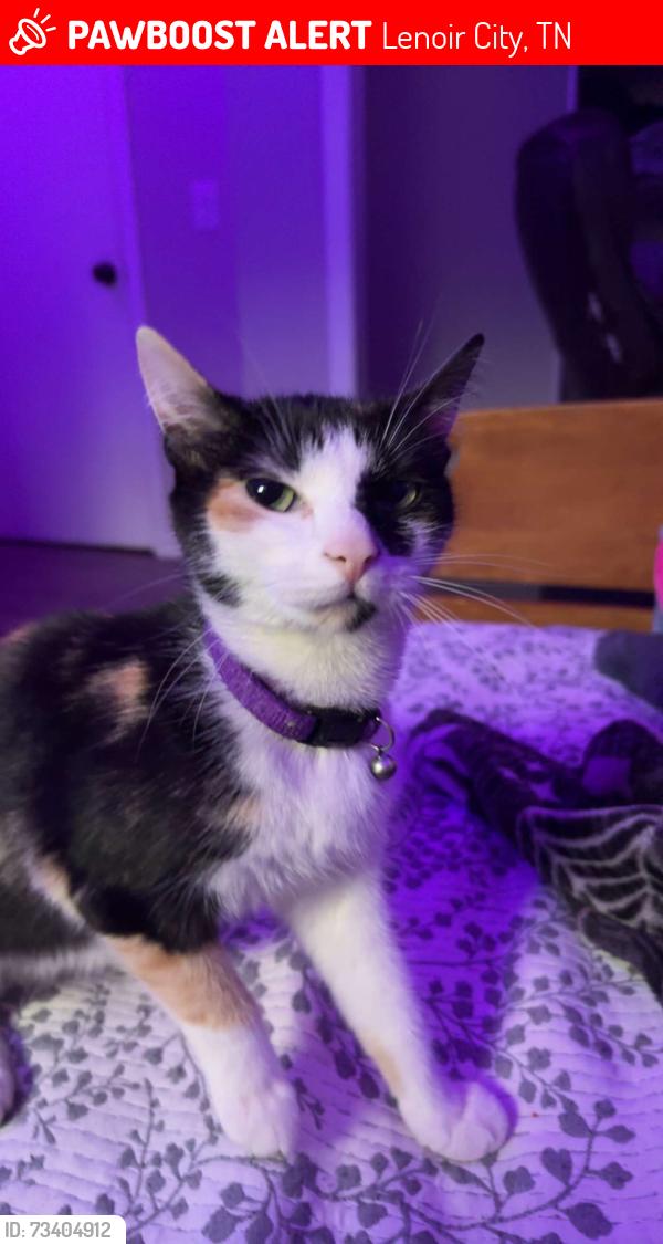 Lost Female Cat last seen E Lee hwy, Lenoir City, TN 37771