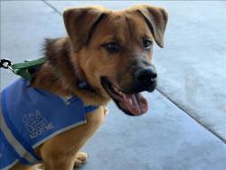 Shelter Stray Male Dog last seen , 1850 W 60th St, Los Angeles, CA 90047, USA