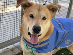 Shelter Stray Female Dog last seen , 1850 W 60th St, Los Angeles, CA 90047, USA