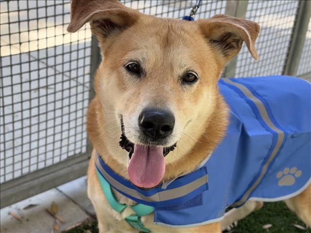 Shelter Stray Female Dog last seen , 1850 W 60th St, Los Angeles, CA 90047, USA