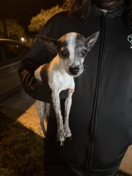 Found/Stray Female Dog last seen at the hse, Cutler Bay, FL 33157
