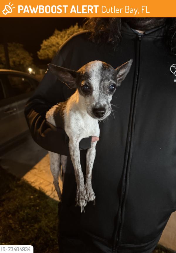 Found/Stray Female Dog last seen at the hse, Cutler Bay, FL 33157