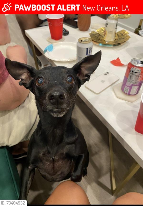 Lost Male Dog last seen Rue park fountaine apmts, New Orleans, LA 70131