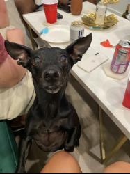 Lost Male Dog last seen Rue park fountaine apmts, New Orleans, LA 70131