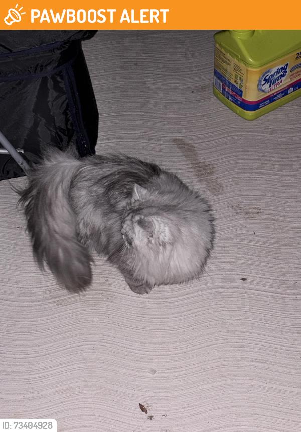 Found/Stray Unknown Cat last seen Near Burnhamthorpe and wolfedale, Mississauga, ON L5C 3K5