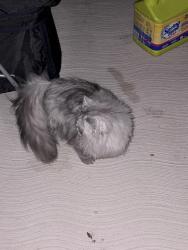 Found/Stray Unknown Cat last seen Near Burnhamthorpe and wolfedale, Mississauga, ON L5C 3K5