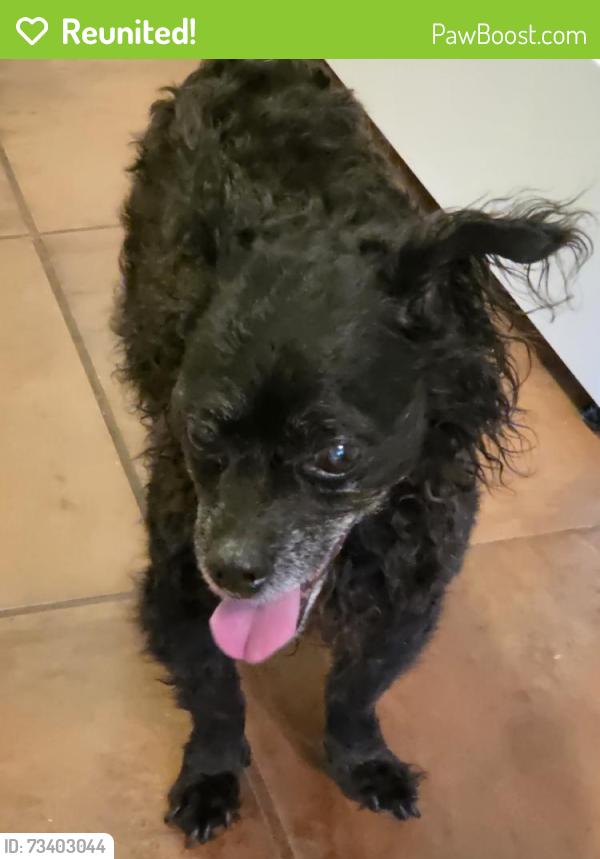 Reunited Female Dog last seen N 84th Pl & E Portland St, Scottsdale, AZ 85257, USA, Scottsdale, AZ 85257