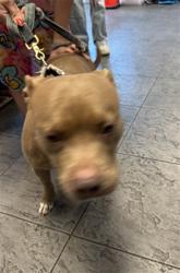 Shelter Stray Female Dog last seen , 11361 W Pico Blvd, Los Angeles, CA 90064, USA