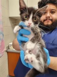 Shelter Stray Female Cat last seen GERONA PL / ZAMORA DR, 9150 Union Park Way, Elk Grove, CA 95624, USA