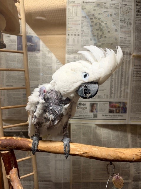 Shelter Stray Female Bird last seen VALLEY AVE, 130 Beyer Way, Chula Vista, CA 91911, USA
