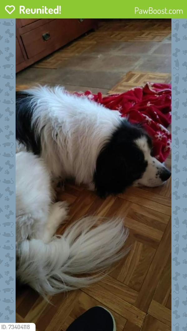 Reunited Male Dog last seen Caylor rd, highway 225, 411 highway N, Murray County, GA 30711