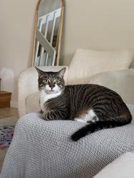 Reunited Male Cat last seen Northlake Blvd and Green Meadows Way, Palm Beach Gardens, FL 33418