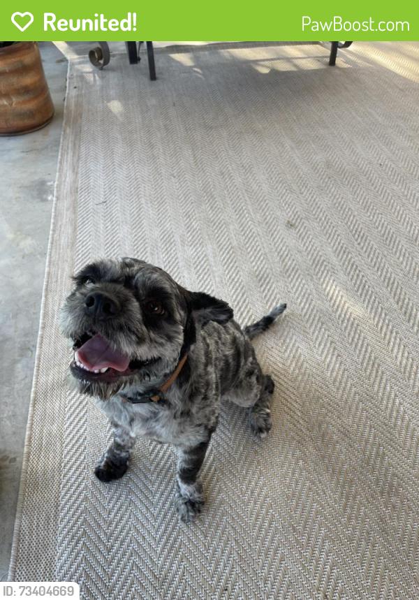 Reunited Male Dog last seen Rosedale Avenue / La Loma Hills, Colton, CA 92313