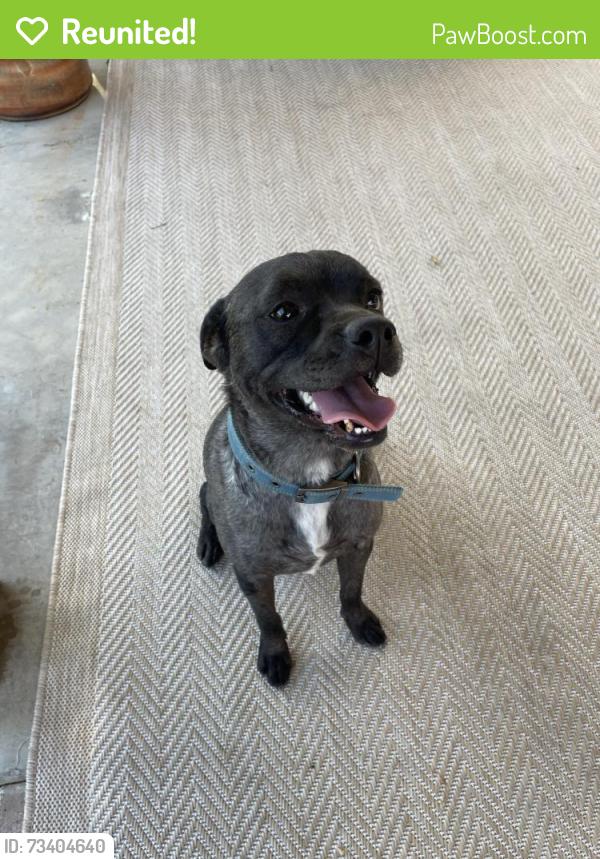 Reunited Male Dog last seen Rosedale Avenue, Colton, CA 92313