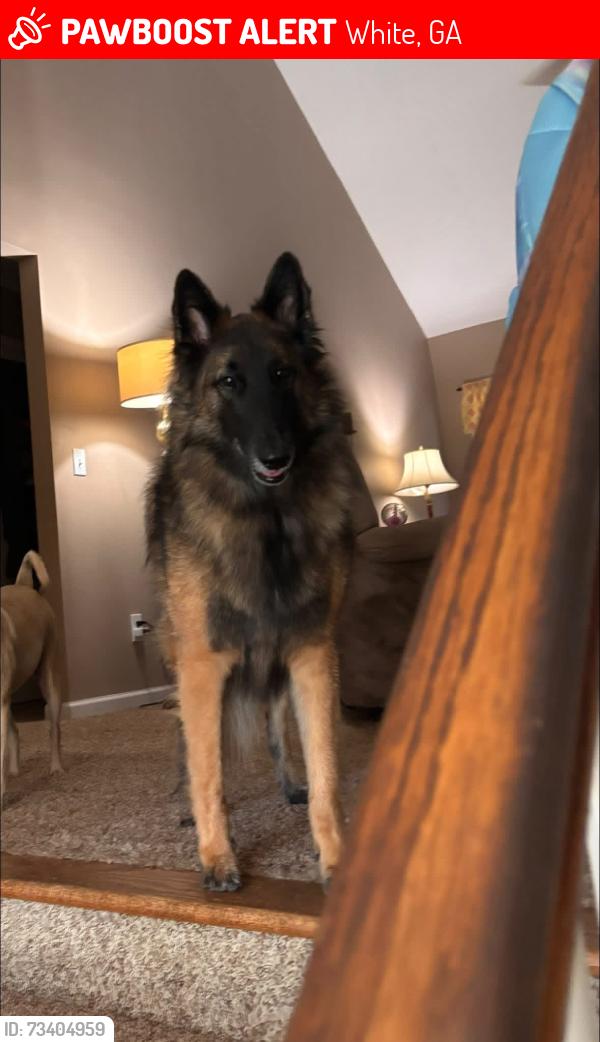 Lost Female Dog last seen Near Poplar Trail, White, GA 30184