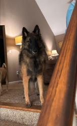 Lost Female Dog last seen Near Poplar Trail, White, GA 30184