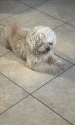 Reunited Male Dog last seen 5th magnolia, Long Beach, CA 90802