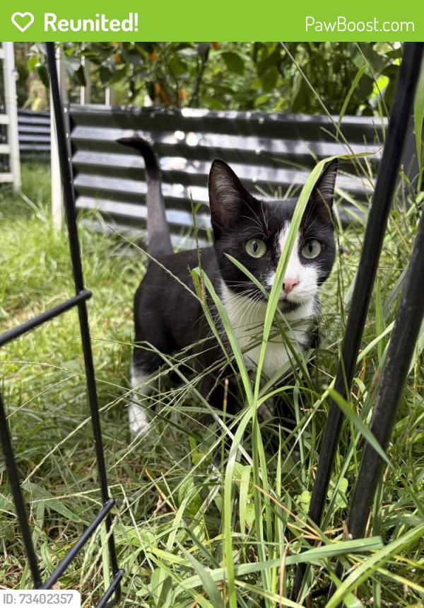 Reunited Unknown Cat last seen Erdoni Road and Lake Road, Columbia, CT 06237