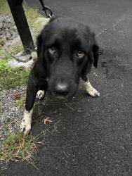 Found/Stray Female Dog last seen Shadow springs/Jeffersonton rd, Culpeper County, VA 22724