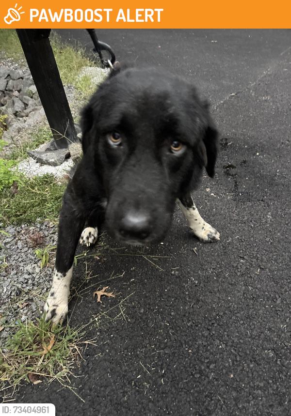 Found/Stray Female Dog last seen Shadow springs/Jeffersonton rd, Culpeper County, VA 22724