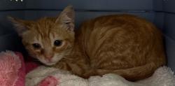 Shelter Stray Male Cat last seen Tacos Sinaloa Truck, Oakland, CA, 1101 29th Ave, Oakland, CA 94601, USA