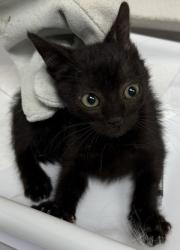 Shelter Stray Female Cat last seen Near lester ave, Oakland, CA, 1101 29th Ave, Oakland, CA 94601, USA