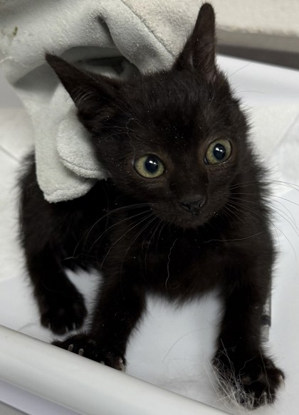 Shelter Stray Female Cat last seen Near lester ave, Oakland, CA, 1101 29th Ave, Oakland, CA 94601, USA