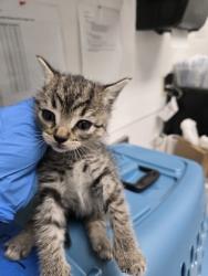 Shelter Stray Female Cat last seen 70th ave, Oakland, CA, 1101 29th Ave, Oakland, CA 94601, USA