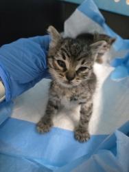 Shelter Stray Female Cat last seen 70th ave, Oakland, CA, 1101 29th Ave, Oakland, CA 94601, USA