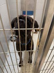 Shelter Stray Male Dog last seen Near Edgemere Ave., 21215, MD, 2490 Giles Rd, Baltimore, MD 21225, USA