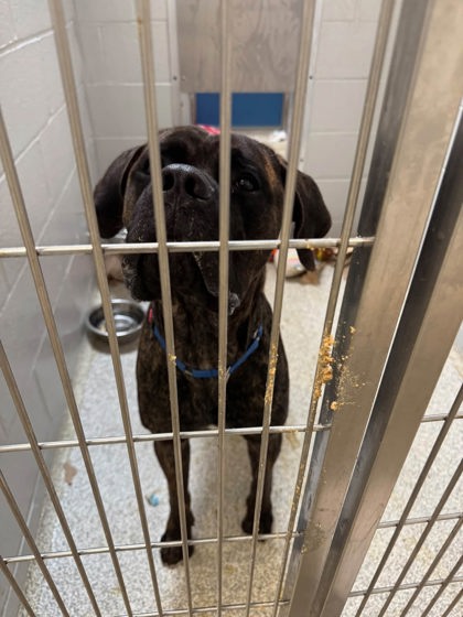 Shelter Stray Male Dog last seen Near Edgemere Ave., 21215, MD, 2490 Giles Rd, Baltimore, MD 21225, USA