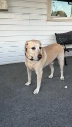 Found/Stray Unknown Dog last seen Near west Provo ut, Provo, UT 84601