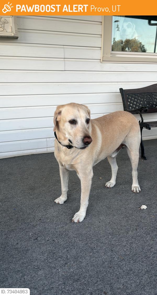Found/Stray Unknown Dog last seen Near west Provo ut, Provo, UT 84601