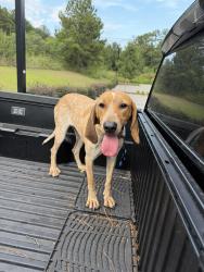 Found/Stray Female Dog last seen cvets, Columbia, SC 29223
