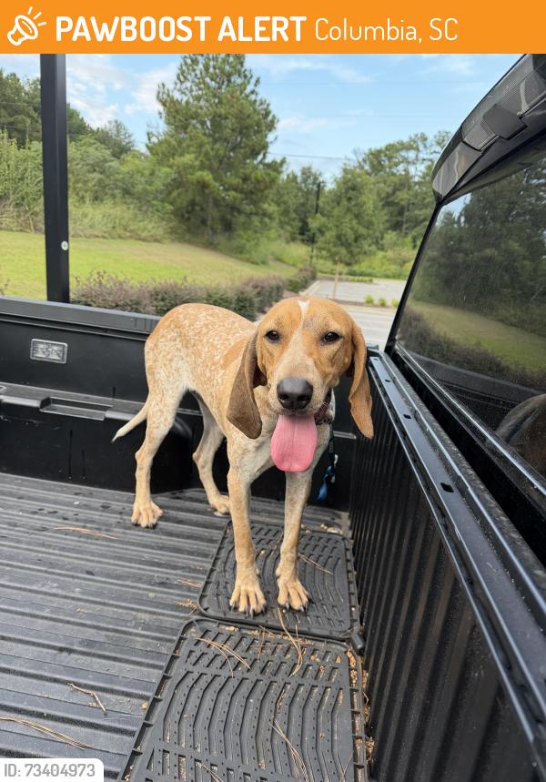 Found/Stray Female Dog last seen cvets, Columbia, SC 29223