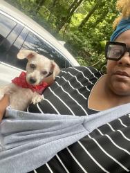 Reunited Male Dog last seen Chapel hill road, Douglasville, GA 30135