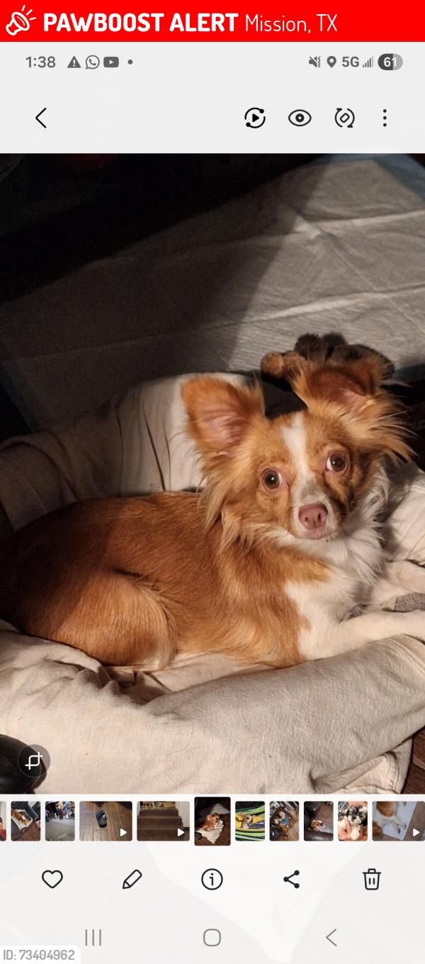 Lost Female Dog last seen Ebanos y Grifging, Mission, TX 78574